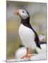 Puffin, Farne Islands, Northumberland, England, United Kingdom, Europe-Toon Ann & Steve-Mounted Photographic Print