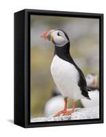 Puffin, Farne Islands, Northumberland, England, United Kingdom, Europe-Toon Ann & Steve-Framed Stretched Canvas