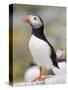 Puffin, Farne Islands, Northumberland, England, United Kingdom, Europe-Toon Ann & Steve-Stretched Canvas