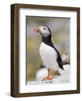 Puffin, Farne Islands, Northumberland, England, United Kingdom, Europe-Toon Ann & Steve-Framed Photographic Print