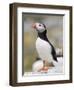 Puffin, Farne Islands, Northumberland, England, United Kingdom, Europe-Toon Ann & Steve-Framed Photographic Print