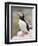 Puffin, Farne Islands, Northumberland, England, United Kingdom, Europe-Toon Ann & Steve-Framed Photographic Print