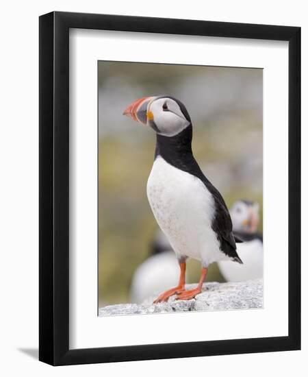 Puffin, Farne Islands, Northumberland, England, United Kingdom, Europe-Toon Ann & Steve-Framed Photographic Print