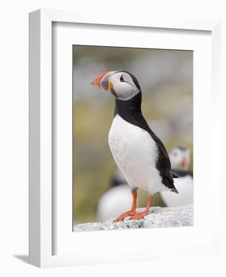 Puffin, Farne Islands, Northumberland, England, United Kingdom, Europe-Toon Ann & Steve-Framed Photographic Print