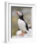 Puffin, Farne Islands, Northumberland, England, United Kingdom, Europe-Toon Ann & Steve-Framed Photographic Print