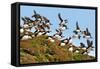 Puffin Fishing Party Departs for Sea-Howard Ruby-Framed Stretched Canvas