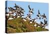 Puffin Fishing Party Departs for Sea-Howard Ruby-Stretched Canvas