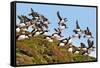 Puffin Fishing Party Departs for Sea-Howard Ruby-Framed Stretched Canvas