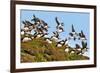 Puffin Fishing Party Departs for Sea-Howard Ruby-Framed Photographic Print