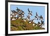 Puffin Fishing Party Departs for Sea-Howard Ruby-Framed Photographic Print