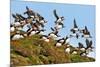 Puffin Fishing Party Departs for Sea-Howard Ruby-Mounted Photographic Print