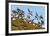 Puffin Fishing Party Departs for Sea-Howard Ruby-Framed Photographic Print