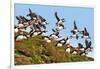 Puffin Fishing Party Departs for Sea-Howard Ruby-Framed Photographic Print