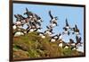 Puffin Fishing Party Departs for Sea-Howard Ruby-Framed Photographic Print