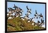 Puffin Fishing Party Departs for Sea-Howard Ruby-Framed Photographic Print