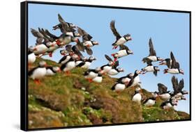 Puffin Fishing Party Departs for Sea-Howard Ruby-Framed Stretched Canvas