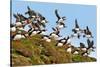 Puffin Fishing Party Departs for Sea-Howard Ruby-Stretched Canvas