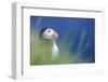 Puffin (Fratercula Arctica) At A Breeding Colony. Fowlsheugh, Scotland, June-Fergus Gill-Framed Photographic Print