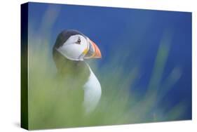 Puffin (Fratercula Arctica) At A Breeding Colony. Fowlsheugh, Scotland, June-Fergus Gill-Stretched Canvas