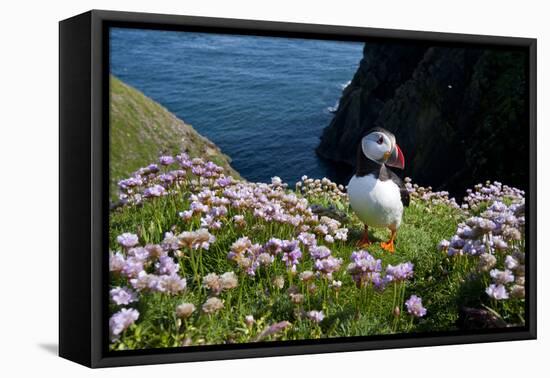 Puffin (Fratercula Arctica) by Entrance to Burrow Amongst Sea Thrift (Armeria Sp.) Shetlands, UK-Alex Mustard-Framed Stretched Canvas