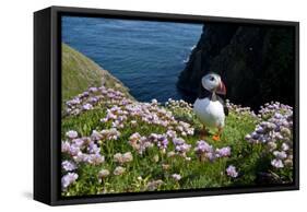 Puffin (Fratercula Arctica) by Entrance to Burrow Amongst Sea Thrift (Armeria Sp.) Shetlands, UK-Alex Mustard-Framed Stretched Canvas