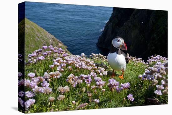 Puffin (Fratercula Arctica) by Entrance to Burrow Amongst Sea Thrift (Armeria Sp.) Shetlands, UK-Alex Mustard-Stretched Canvas
