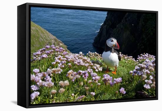 Puffin (Fratercula Arctica) by Entrance to Burrow Amongst Sea Thrift (Armeria Sp.) Shetlands, UK-Alex Mustard-Framed Stretched Canvas