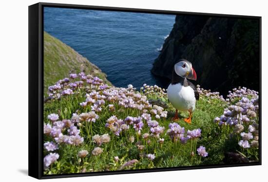 Puffin (Fratercula Arctica) by Entrance to Burrow Amongst Sea Thrift (Armeria Sp.) Shetlands, UK-Alex Mustard-Framed Stretched Canvas