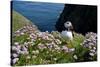 Puffin (Fratercula Arctica) by Entrance to Burrow Amongst Sea Thrift (Armeria Sp.) Shetlands, UK-Alex Mustard-Stretched Canvas