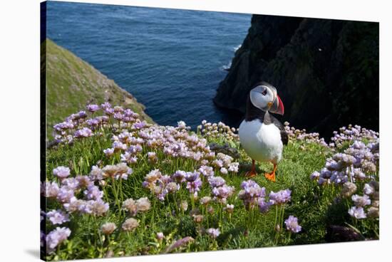 Puffin (Fratercula Arctica) by Entrance to Burrow Amongst Sea Thrift (Armeria Sp.) Shetlands, UK-Alex Mustard-Stretched Canvas