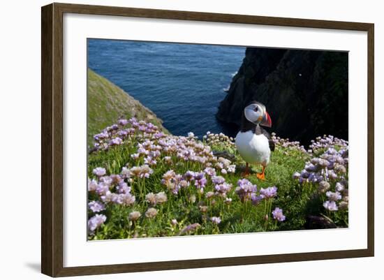 Puffin (Fratercula Arctica) by Entrance to Burrow Amongst Sea Thrift (Armeria Sp.) Shetlands, UK-Alex Mustard-Framed Photographic Print