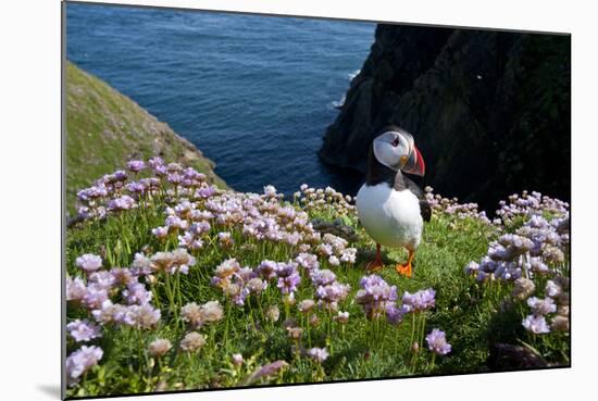 Puffin (Fratercula Arctica) by Entrance to Burrow Amongst Sea Thrift (Armeria Sp.) Shetlands, UK-Alex Mustard-Mounted Photographic Print