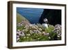 Puffin (Fratercula Arctica) by Entrance to Burrow Amongst Sea Thrift (Armeria Sp.) Shetlands, UK-Alex Mustard-Framed Photographic Print