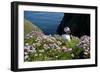 Puffin (Fratercula Arctica) by Entrance to Burrow Amongst Sea Thrift (Armeria Sp.) Shetlands, UK-Alex Mustard-Framed Photographic Print