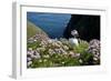 Puffin (Fratercula Arctica) by Entrance to Burrow Amongst Sea Thrift (Armeria Sp.) Shetlands, UK-Alex Mustard-Framed Photographic Print