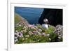 Puffin (Fratercula Arctica) by Entrance to Burrow Amongst Sea Thrift (Armeria Sp.) Shetlands, UK-Alex Mustard-Framed Photographic Print