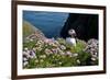 Puffin (Fratercula Arctica) by Entrance to Burrow Amongst Sea Thrift (Armeria Sp.) Shetlands, UK-Alex Mustard-Framed Photographic Print