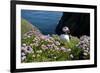 Puffin (Fratercula Arctica) by Entrance to Burrow Amongst Sea Thrift (Armeria Sp.) Shetlands, UK-Alex Mustard-Framed Photographic Print