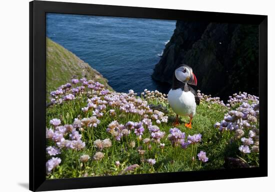 Puffin (Fratercula Arctica) by Entrance to Burrow Amongst Sea Thrift (Armeria Sp.) Shetlands, UK-Alex Mustard-Framed Photographic Print