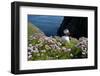 Puffin (Fratercula Arctica) by Entrance to Burrow Amongst Sea Thrift (Armeria Sp.) Shetlands, UK-Alex Mustard-Framed Photographic Print