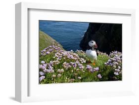 Puffin (Fratercula Arctica) by Entrance to Burrow Amongst Sea Thrift (Armeria Sp.) Shetlands, UK-Alex Mustard-Framed Photographic Print