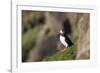 puffin, Fratercula arctica, Faeroese, individual-olbor-Framed Photographic Print