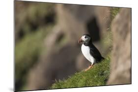 puffin, Fratercula arctica, Faeroese, individual-olbor-Mounted Photographic Print