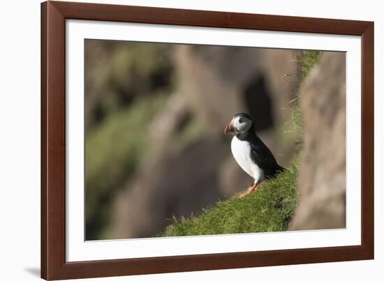 puffin, Fratercula arctica, Faeroese, individual-olbor-Framed Photographic Print