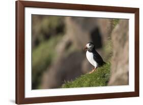 puffin, Fratercula arctica, Faeroese, individual-olbor-Framed Photographic Print