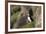 puffin, Fratercula arctica, Faeroese, individual-olbor-Framed Photographic Print