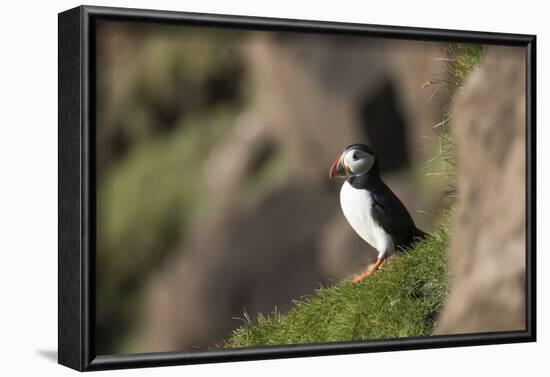 puffin, Fratercula arctica, Faeroese, individual-olbor-Framed Photographic Print