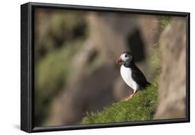 puffin, Fratercula arctica, Faeroese, individual-olbor-Framed Photographic Print