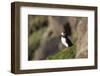 puffin, Fratercula arctica, Faeroese, individual-olbor-Framed Photographic Print