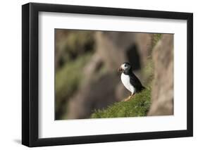 puffin, Fratercula arctica, Faeroese, individual-olbor-Framed Photographic Print